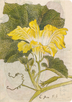 Japanese Squash Blossom Lined Paperback Journal|Tuttle Studio