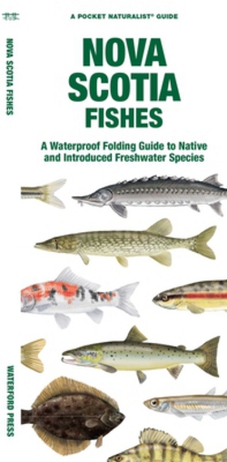 Nova Scotia Fishes|Matthew Morris